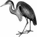 Heron