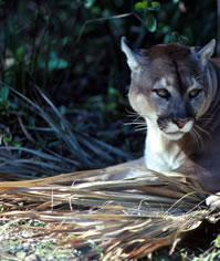 Florida Panther