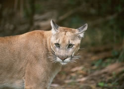Florida Panther