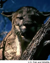 Florida Panther