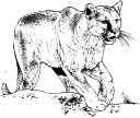 Florida Panther