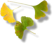 ginkgo