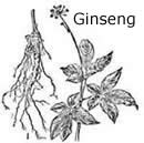 ginseng