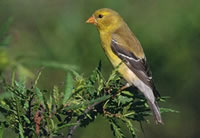 Goldfinch
