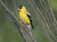 Goldfinch