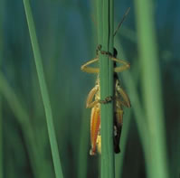 Grasshopper