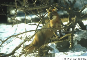 gray fox
