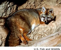 Gray Fox