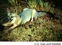 gray fox