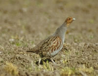 Hungarian Partridge Pictures