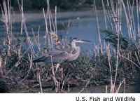 Great Blue Heron