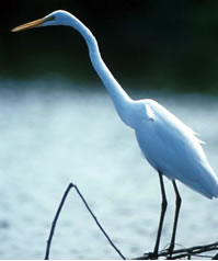 Great Egret