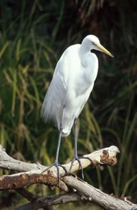 Great Egret
