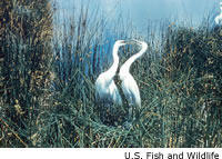 Great Egret