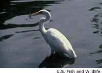 Great Egret