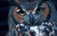 Great Horned Owl