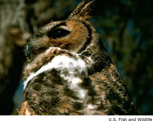 Great Horned Owl