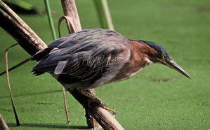 Green Heron