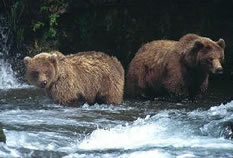Grizzly Bears
