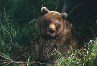 Grizzly Bear
