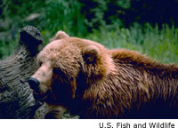 Grizzly Bear