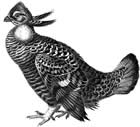 grouse