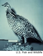 Heath Hen