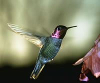 Hummingbird