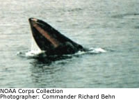 Humpback Whale