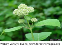 Wild Hydrangea