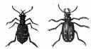 Insects