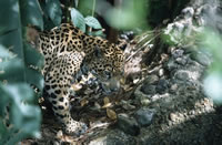 Jaguars Diet