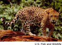 Jaguar