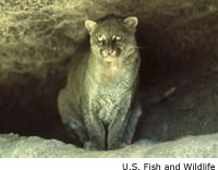Jaguarundi