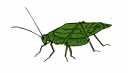 Katydid