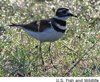 Killdeer