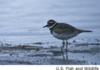 Killdeer