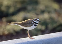 Killdeer