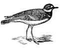 Killdeer