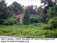 Kudzu