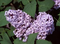 Lilacs