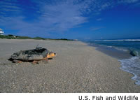 Loggerhead
