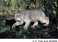 Lynx