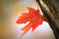 Maple Leaf