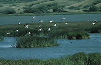 Migration