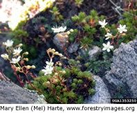 Matted Saxifrage