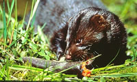Mink Eating