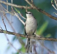 Mockingbird