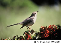 Mockingbird