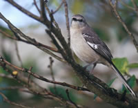 Mockingbird